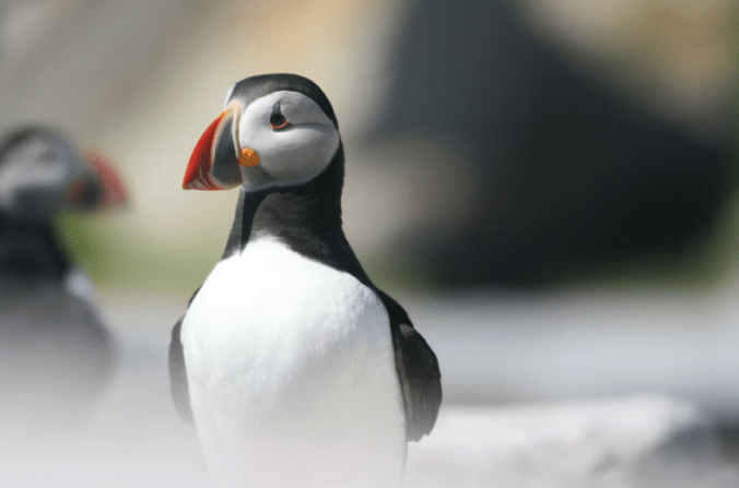 Atlantic Puffin by Richard Kostecke - Organikos