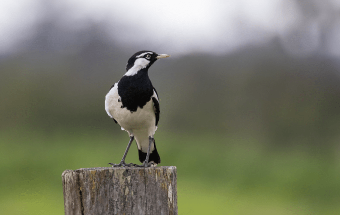 Magpie-lark by Rich Kostecke - Organikos