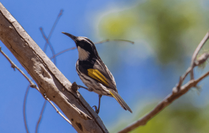 White-cheeked Honeyeater by Richard Kostecke - Organikos