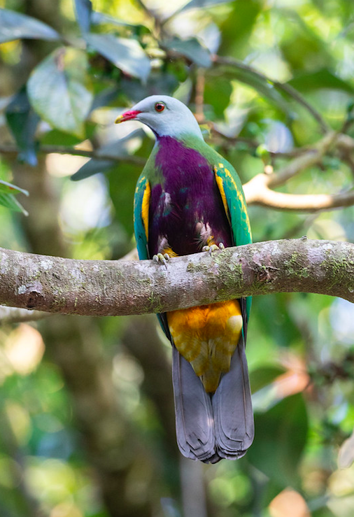 Wompoo Fruit-dove by Rich Kostecke - Organikos