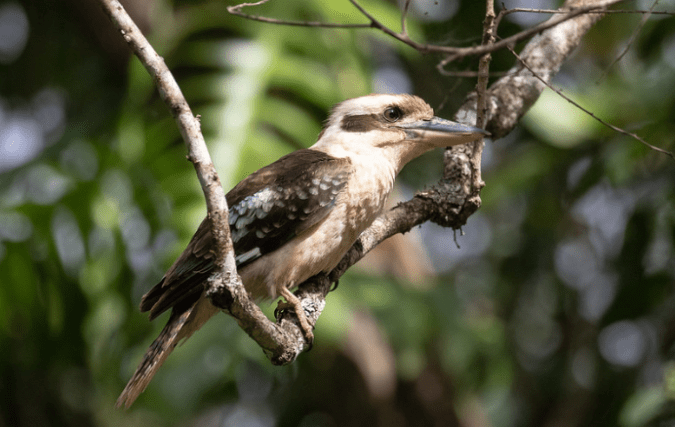 Laughing Kookaburra by Rich Kostecke - Organikos