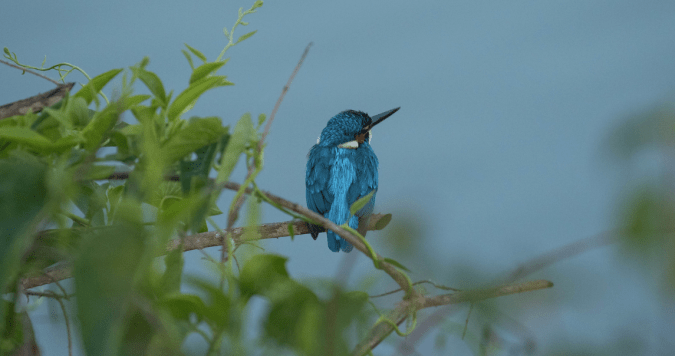 Common Kingfisher by Rich Kostecke - Organikos