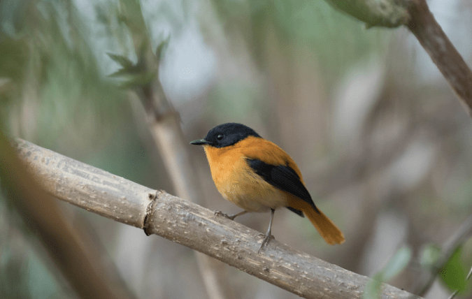 Black-and-rufous Flycatcher by Rich Kostecke - Organikos