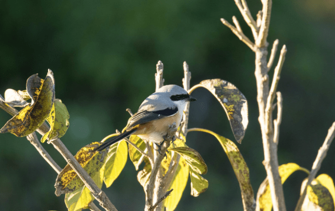 Long-tailed Shrike by Rich Kostecke - Organikos