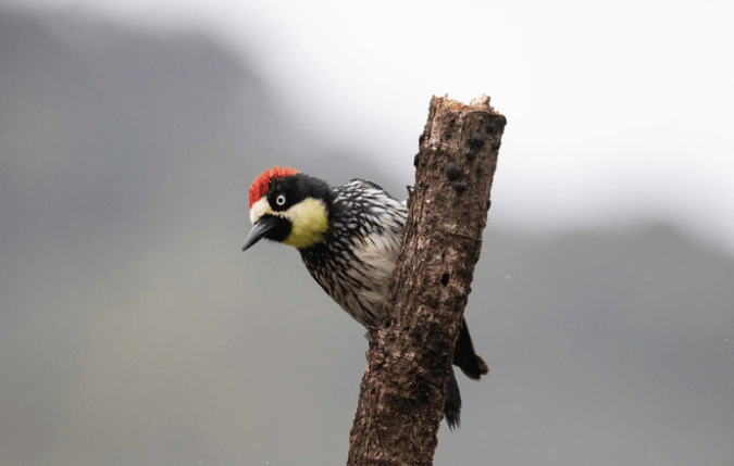 Acorn Woodpecker by Rich Kostecke - Organikos