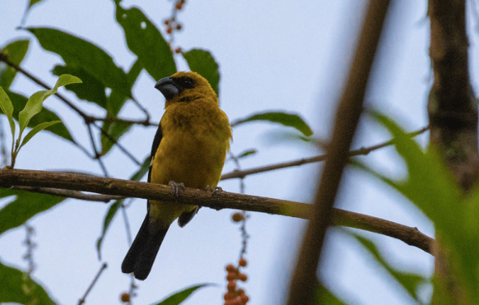 Black-thighed Grosbeak by Rich Kostecke - Organikos