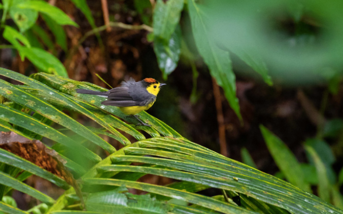 Collared Redstart by Rich Kostecke - Organikos