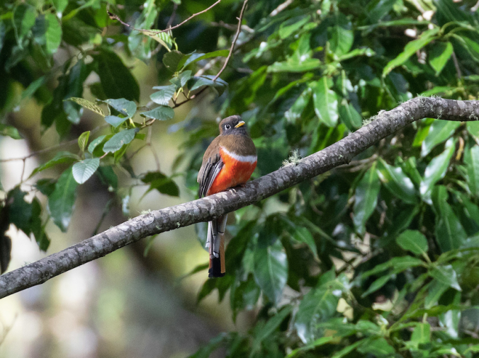 Collared Trogon by Rich Kostecke - Organikos