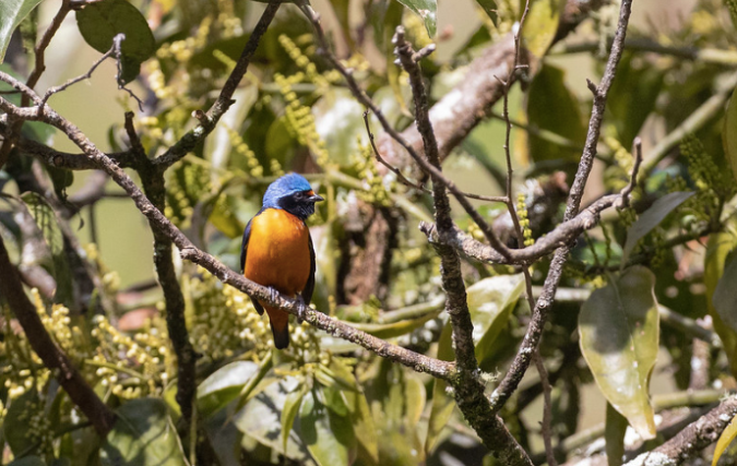 Elegant Euphonia by Rich Kostecke - Organikos