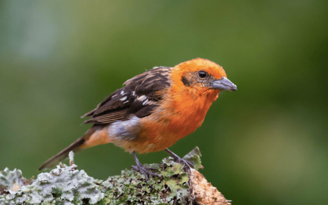Flame-colored Tanager by Rich Kostecke - Organikos