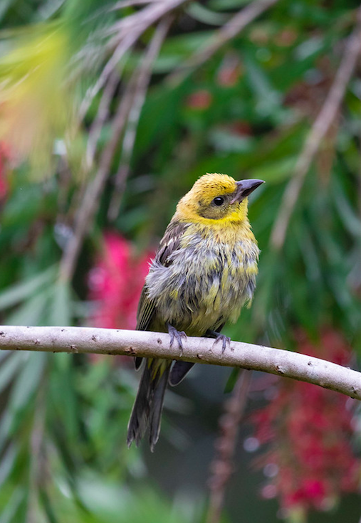Flame-colored Tanager by Rich Kostecke - Organikos