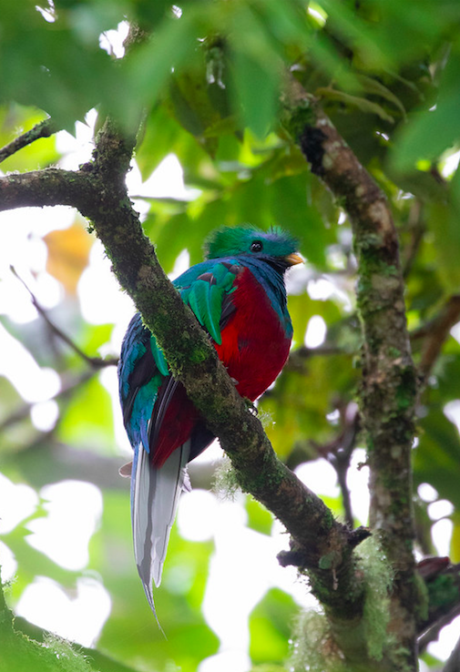 Resplendent Quetzal by Rich Kostecke - Organikos