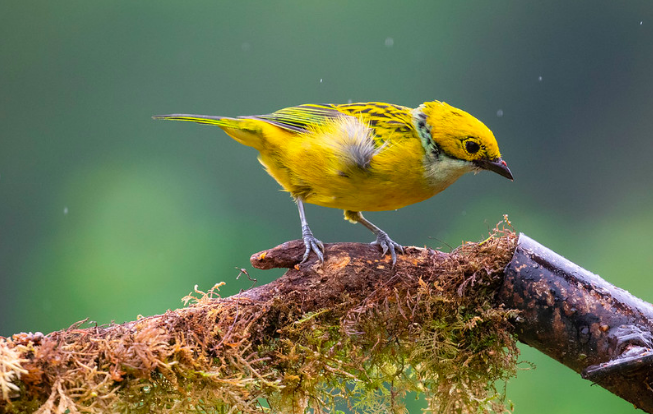 Silver-throated Tanager by Rich Kostecke - Organikos