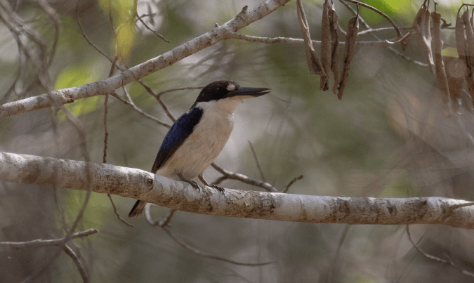 Forest Kingfisher by Rich Kostecke - Organikos