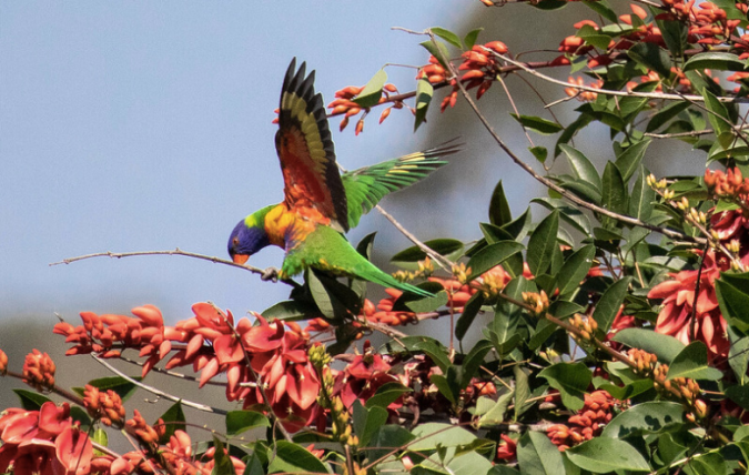 Rainbow Lorikeet by Rich Kostecke - Organikos