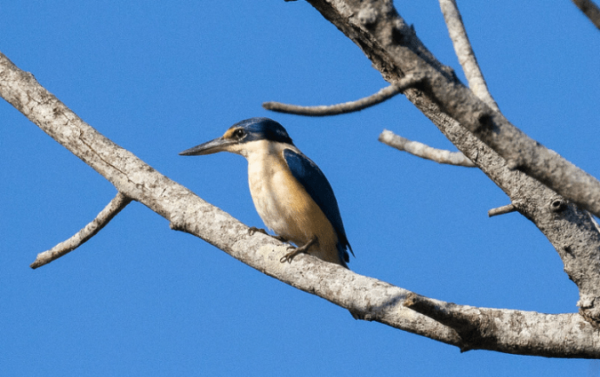Sacred Kingfisher by Rich Kostecke - Organikos