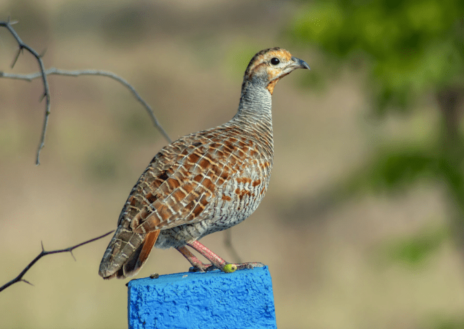 Grey Francolin by Ramesh Desai - Organikos