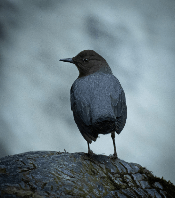 American Dipper by Daniel Aldana - Organikos
