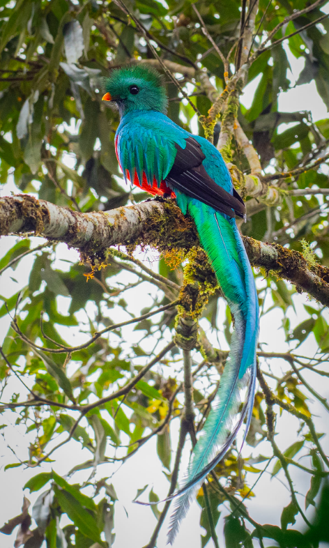 Resplendent Quetzal by Daniel Aldana - Organikos