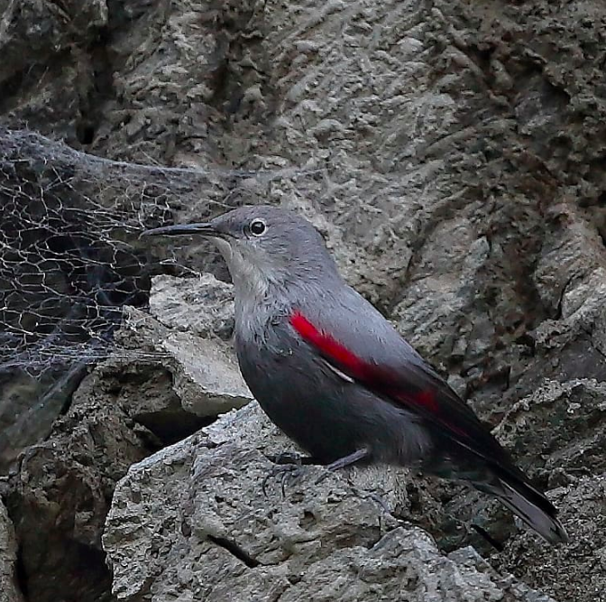 Wall Creeper by Gururaj Moorching - Organikos
