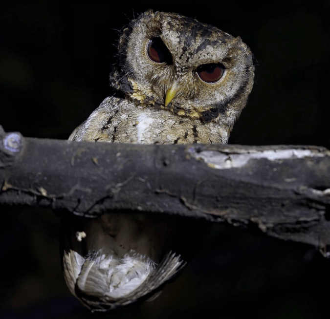 Collared Scops Owl by Gururaj Moorching - Organikos