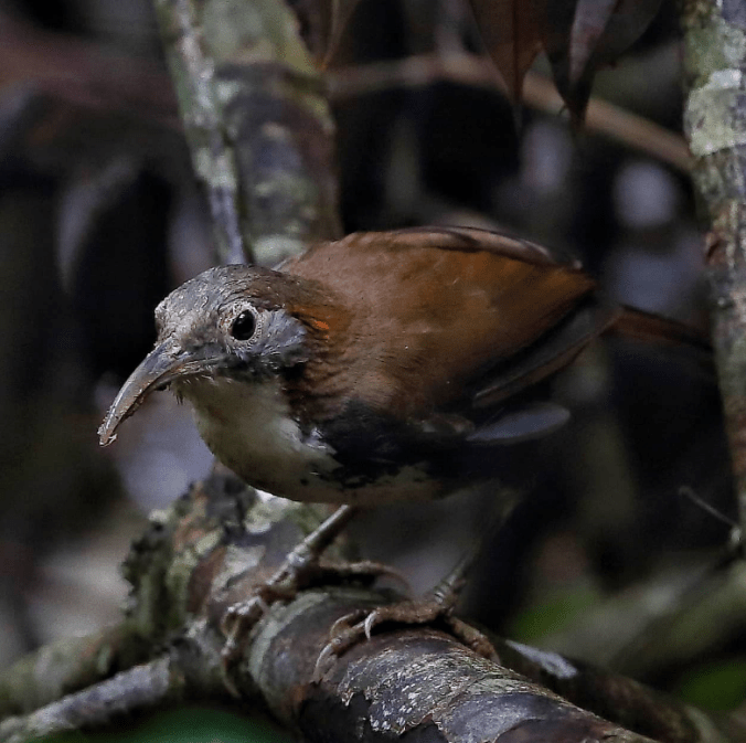Large Scimitar Babbler by Gururaj Moorching - Organikos