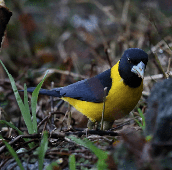 Collared Grosbeak by Gururaj Moorching - Organikos