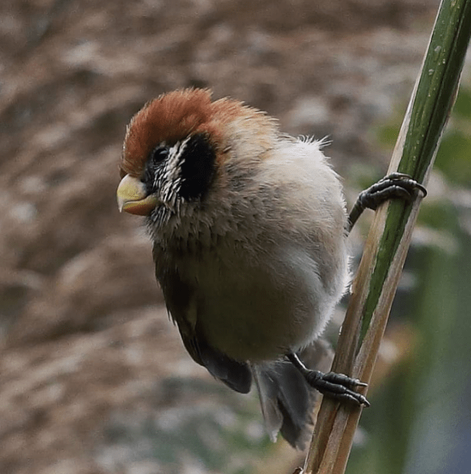 Spot-breasted Parrotbill by Gururaj Moorching - Organikos
