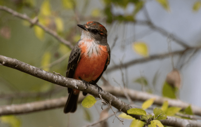 Vermillion Flychatcher by Richard Kostecke - Organikos