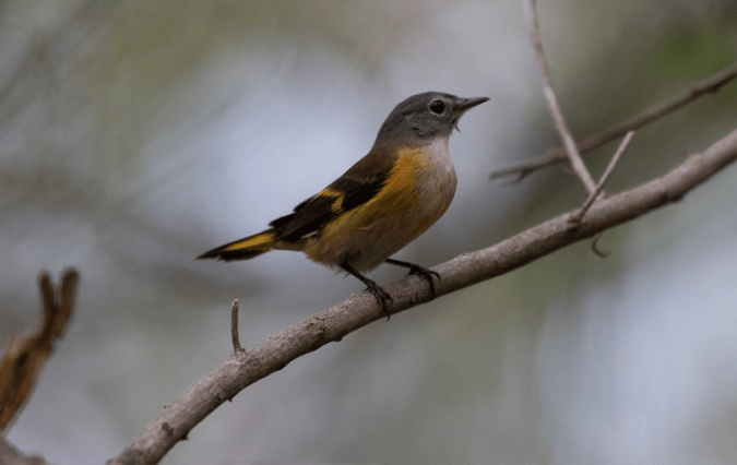 American Redstart by Richard Kostecke - Organikos