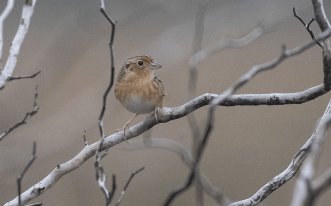 Grasshopper Sparrow by Richard Kostecke - Organikos