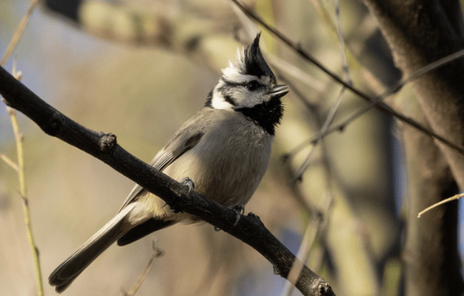 Bridled Titmouse by Richard Kostecke - Organikos