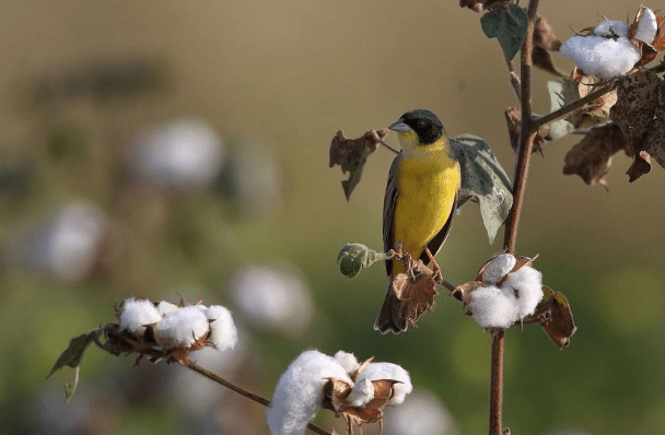Black-headed Bunting by Gururaj Moorching - Organikos