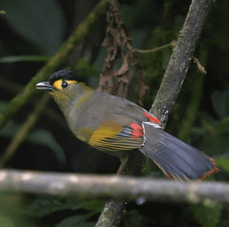 Bugun Liochicla by Gururaj Moorching - Organikos