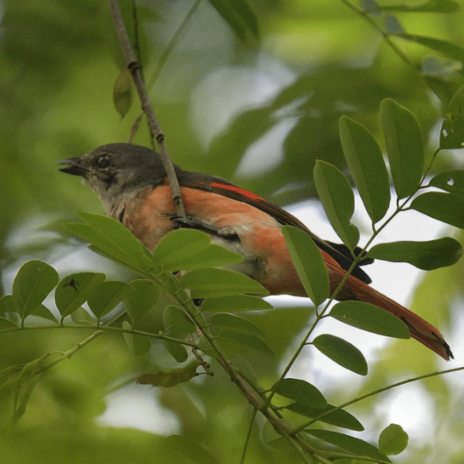 Rosy Minivet by Gururaj Moorching - Organikos