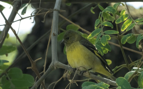 Hooded Siskin by Hugo Santa Cruz - Organikos