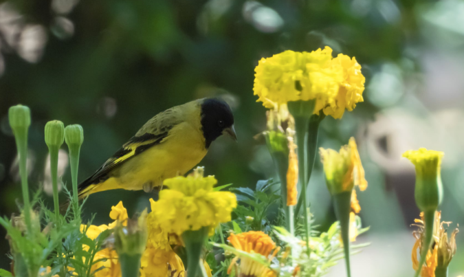 Hooded Siskin by Hugo Santa Cruz - Organikos