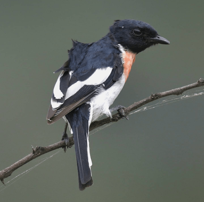 White-bellied Minivet by Gururaj Moorching - Organikos