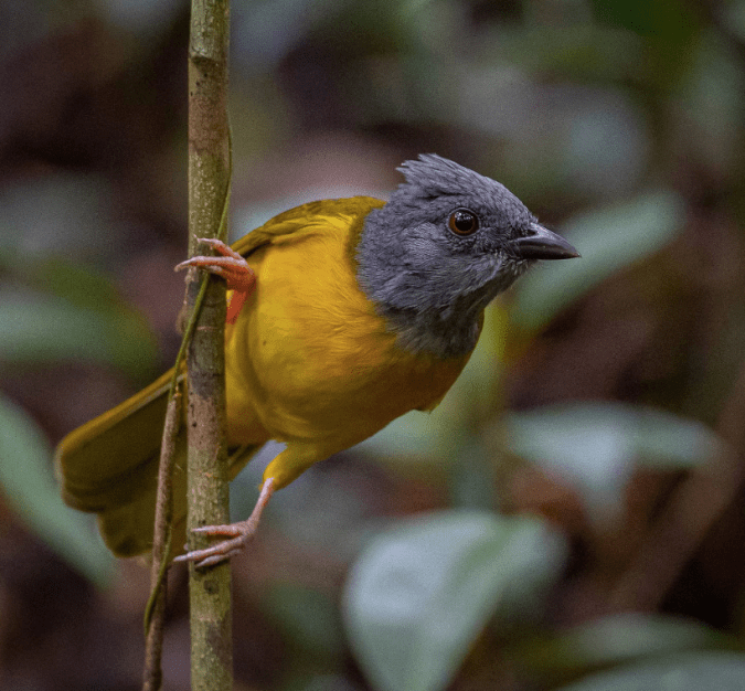 Grey-headed Tanager by Daniel Aldana - Organikos