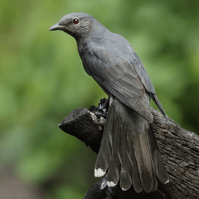 Black-winged Cuckoo by Gururaj Moorching - Organikos
