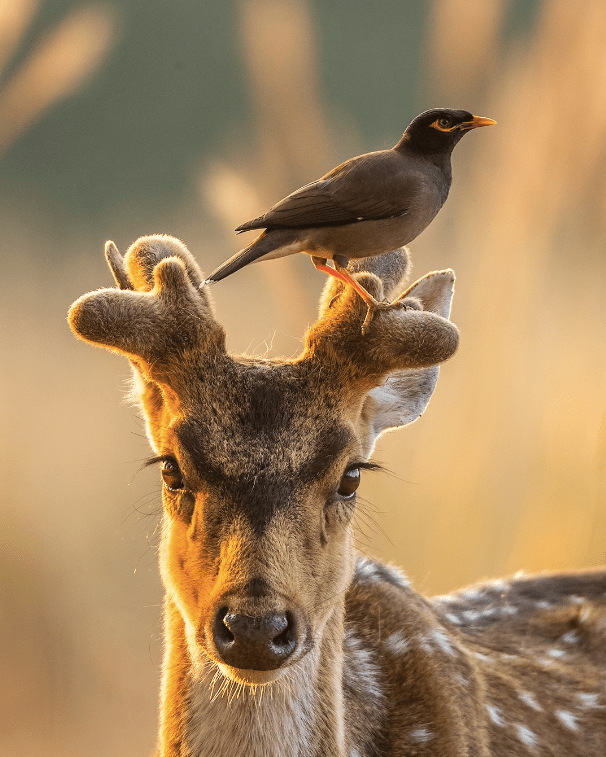 Common Myna by Sudhir Shivaram - Organikos