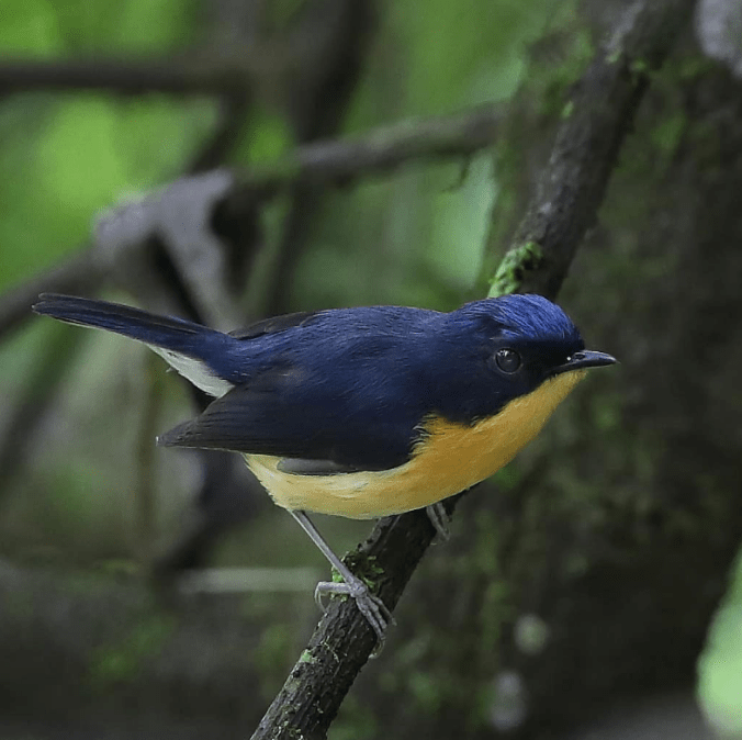 Pygmy Blue-Flycatcher by Gururaj Moorching - Organikos