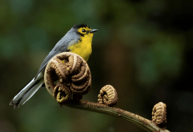 Spectacled Redstart by Hugo Santa Cruz - Organikos