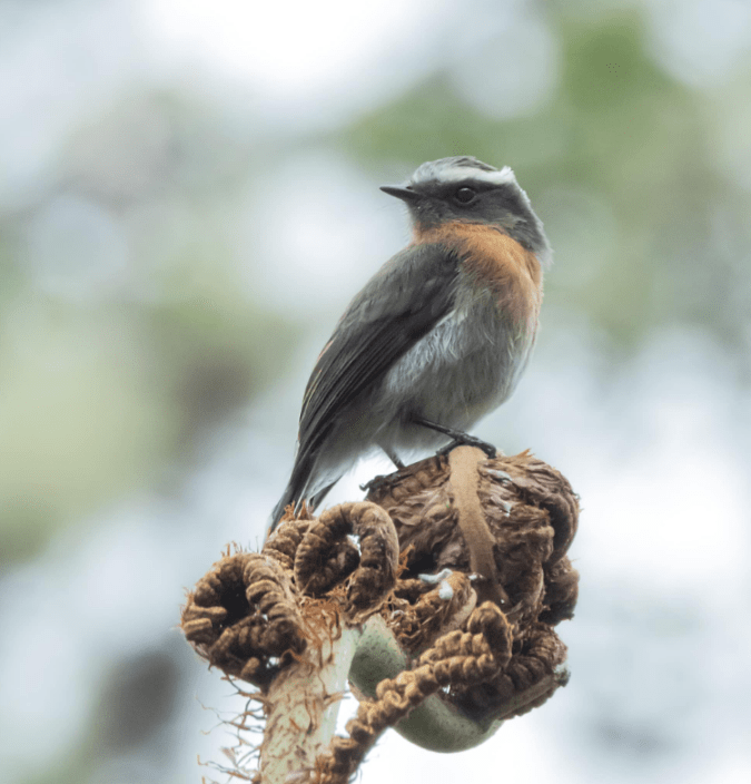 Rufous-breasted Chat-Tyrant by Hugo Santa Cruz - Organikos