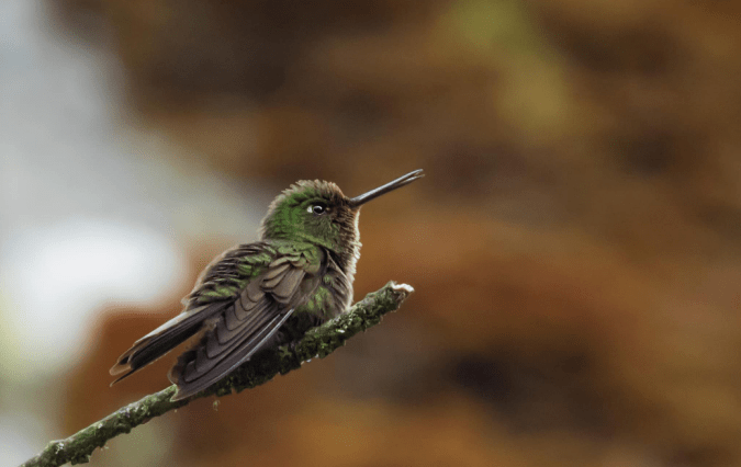 Scaled Metaltail by Hugo Santa Cruz - Organikos