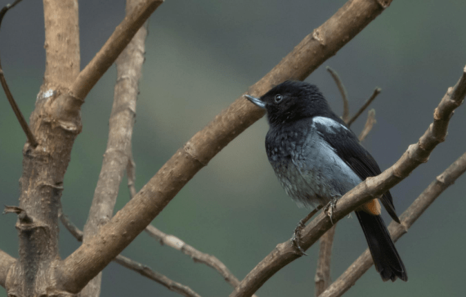 Gray-bellied Flowerpiercer by Hugo Santa Cruz - Organikos