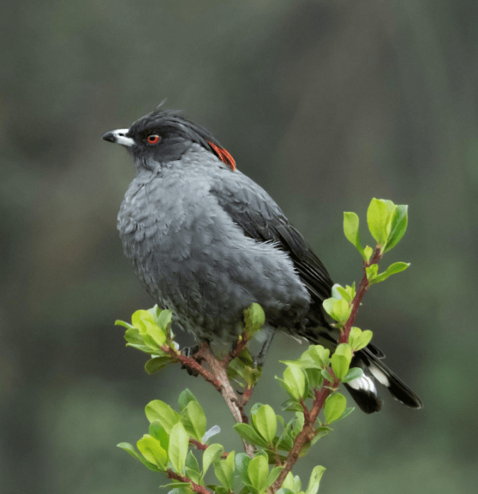 Red-crested Cotinga by Hugo Santa Cruz - Organikos