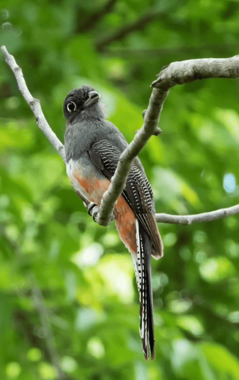 Blue-crowned Trogon by Hugo Santa Cruz - Organikos