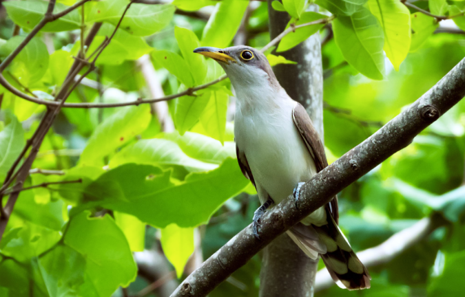 Yellow-billed Cuckoo by Hugo Santa Cruz - Organikos