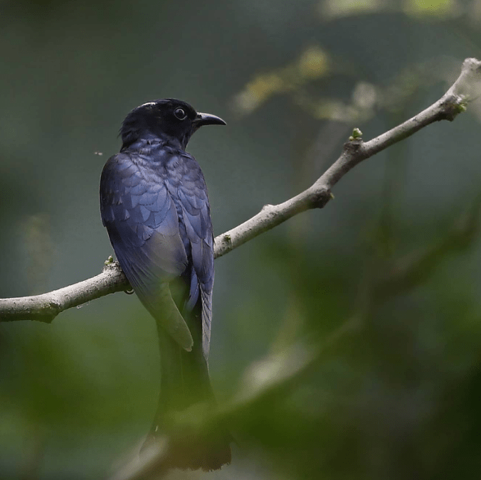 Square-tailed Drongo-Cuckoo by Gururaj Moorching - Organikos